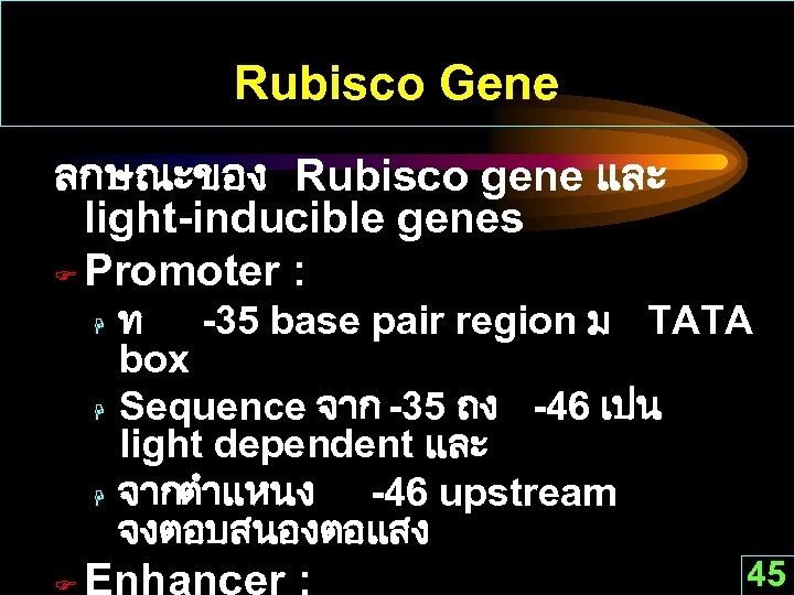 Rubisco Gene ลกษณะของ Rubisco gene และ light-inducible genes F Promoter : H H H