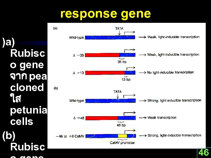 response gene )a) Rubisc o gene จาก pea cloned ใส petunia cells (b) Rubisc
