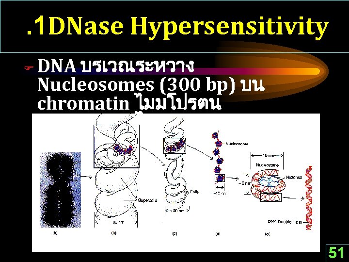 . 1 DNase Hypersensitivity F DNA บรเวณระหวาง Nucleosomes (300 bp) บน chromatin ไมมโปรตน histones