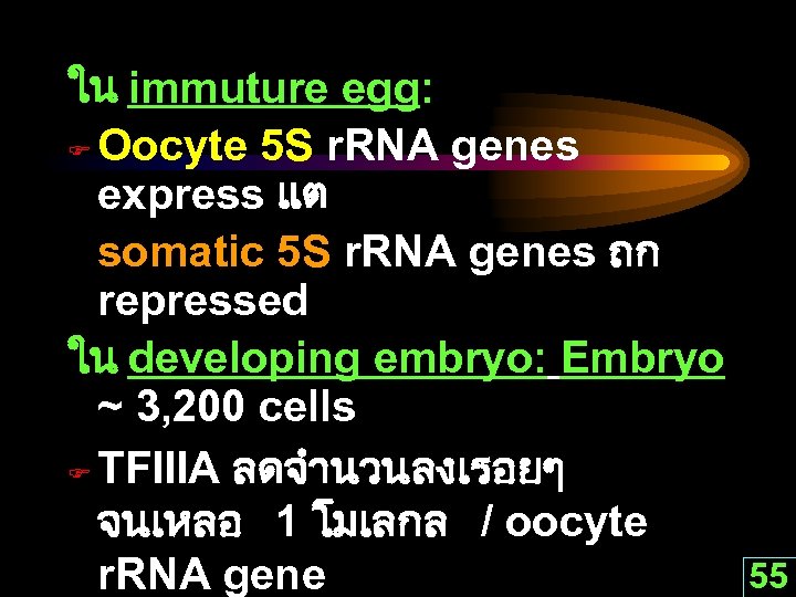 ใน immuture egg: F Oocyte 5 S r. RNA genes express แต somatic 5