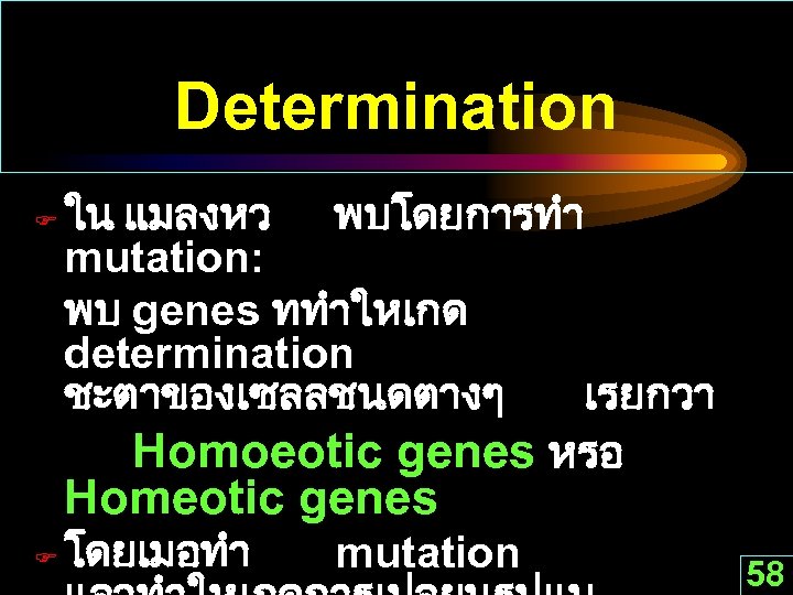 Determination F ใน แมลงหว พบโดยการทำ mutation: พบ genes ททำใหเกด determination ชะตาของเซลลชนดตางๆ เรยกวา Homoeotic genes