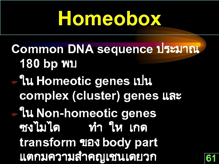 Homeobox Common DNA sequence ประมาณ 180 bp พบ F ใน Homeotic genes เปน complex