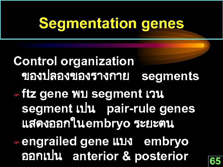 Segmentation genes Control organization ของปลองของรางกาย segments F ftz gene พบ segment เวน segment เปน