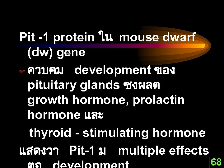 Pit -1 protein ใน mouse dwarf (dw) gene F ควบคม development ของ pituitary glands