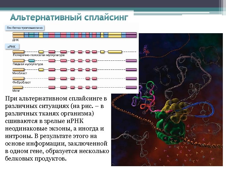 Альтернативный сплайсинг презентация