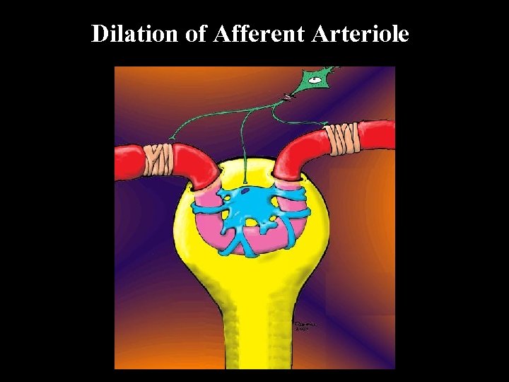 Dilation of Afferent Arteriole 