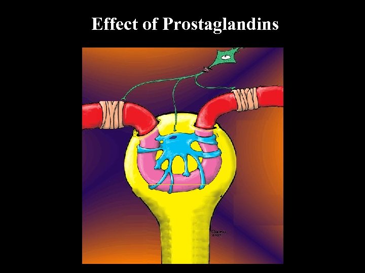 Effect of Prostaglandins 