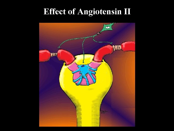 Effect of Angiotensin II 