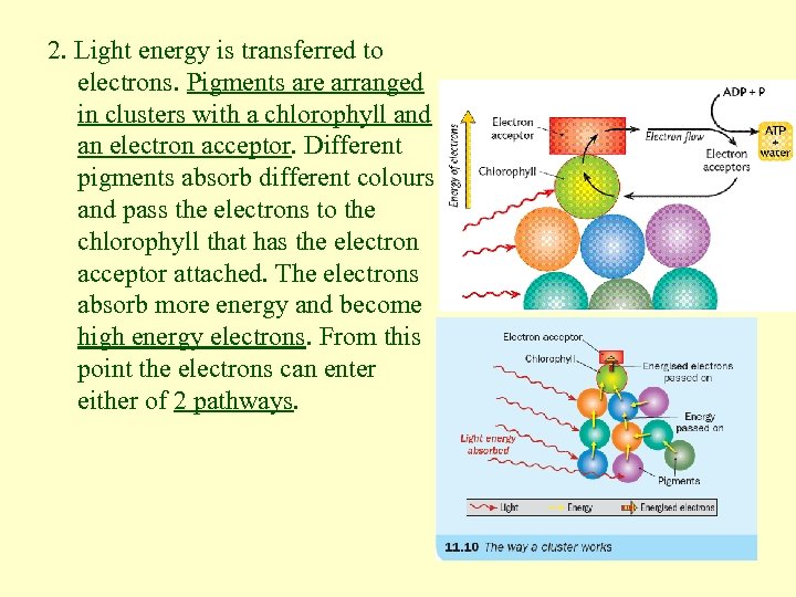 2. Light energy is transferred to electrons. Pigments are arranged in clusters with a
