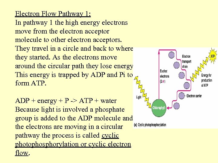 Electron Flow Pathway 1: In pathway 1 the high energy electrons move from the