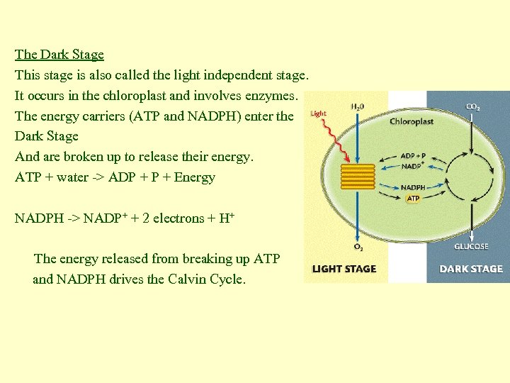 The Dark Stage This stage is also called the light independent stage. It occurs