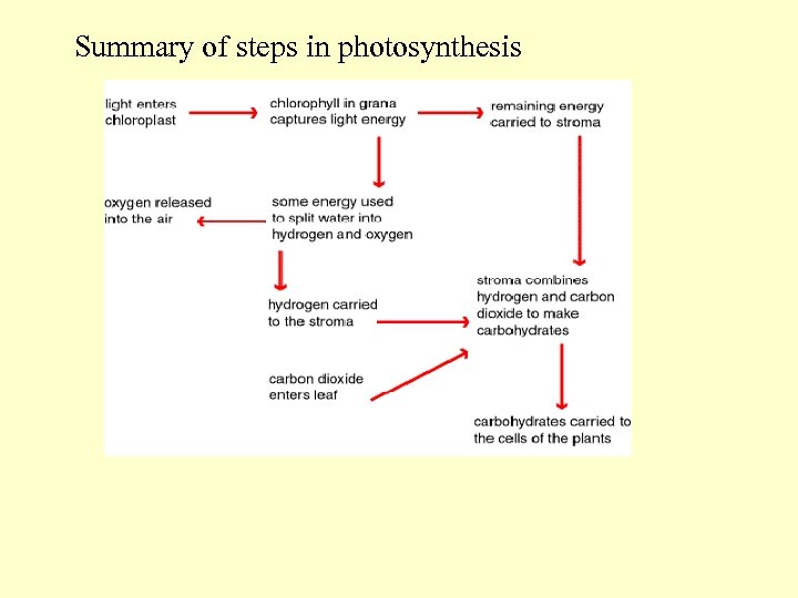 Summary of steps in photosynthesis 