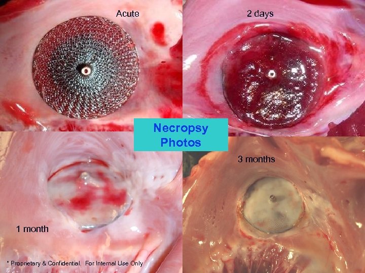 Acute 2 days Necropsy Photos 3 months 1 month * Proprietary & Confidential. For