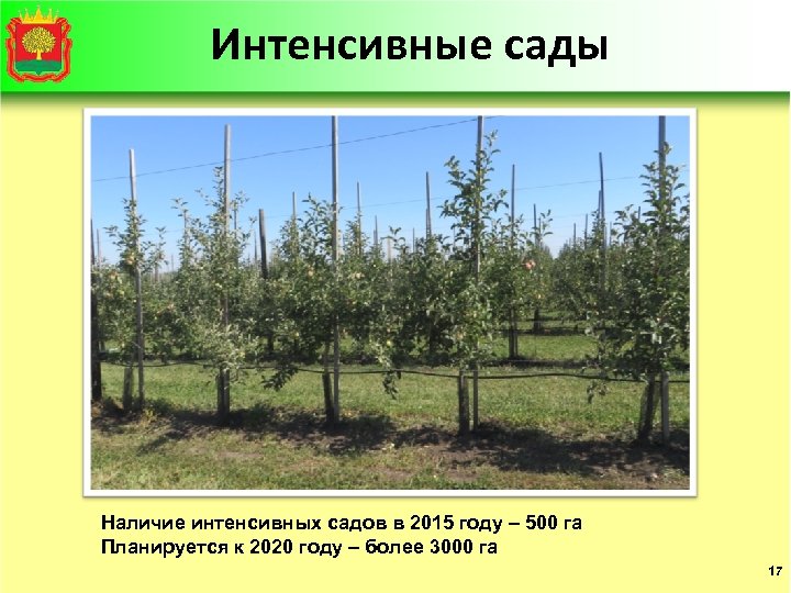 Интенсивные сады Наличие интенсивных садов в 2015 году – 500 га Планируется к 2020