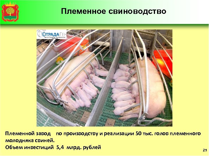 Племенное свиноводство Племенной завод по производству и реализации 50 тыс. голов племенного молодняка свиней.
