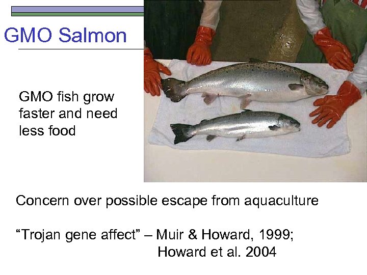 GMO Salmon GMO fish grow faster and need less food Concern over possible escape