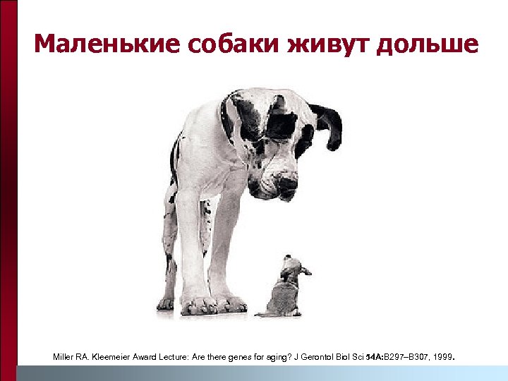 Маленькие собаки живут дольше Miller RA. Kleemeier Award Lecture: Are there genes for aging?