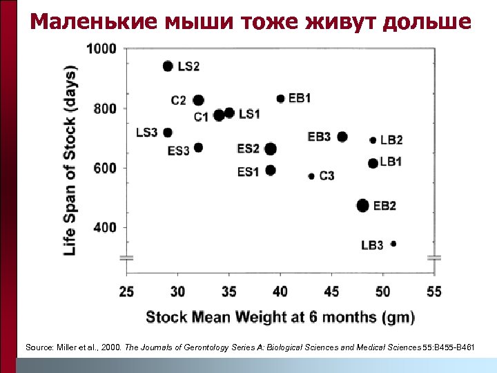 Маленькие мыши тоже живут дольше Source: Miller et al. , 2000. The Journals of