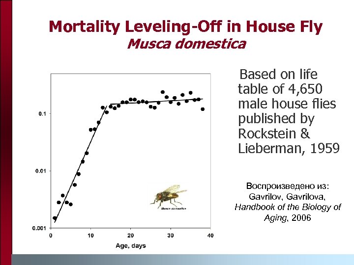 Mortality Leveling-Off in House Fly Musca domestica Based on life table of 4, 650