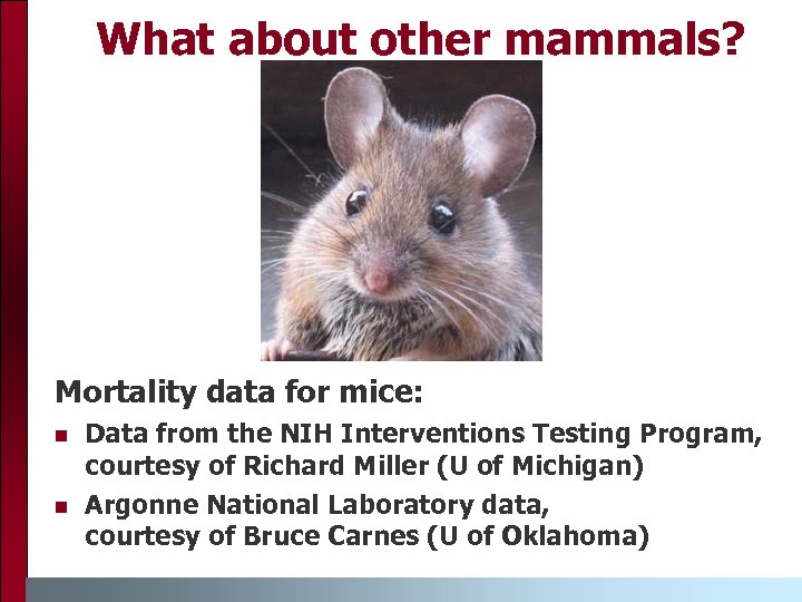 What about other mammals? Mortality data for mice: Data from the NIH Interventions Testing
