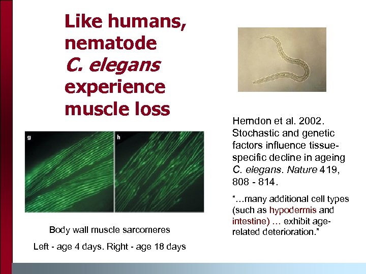 Like humans, nematode C. elegans experience muscle loss Body wall muscle sarcomeres Left -