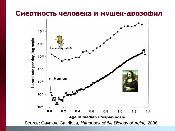 Смертность человека и мушек-дрозофил Source: Gavrilov, Gavrilova, Handbook of the Biology of Aging, 2006