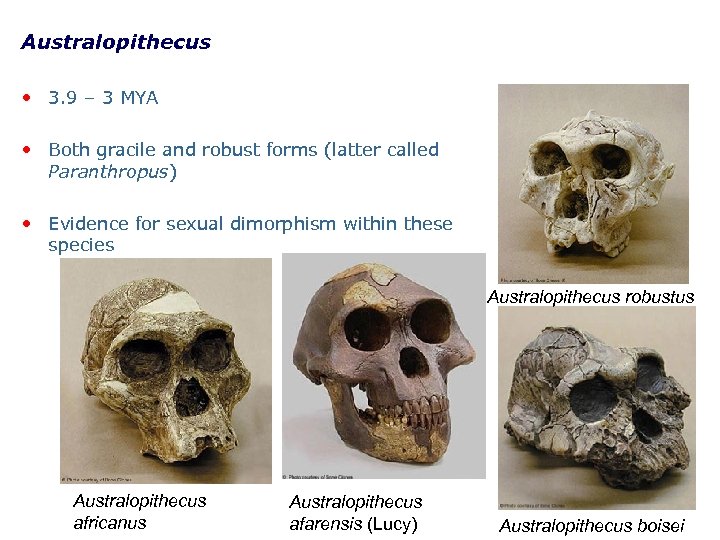 Australopithecus • 3. 9 – 3 MYA • Both gracile and robust forms (latter