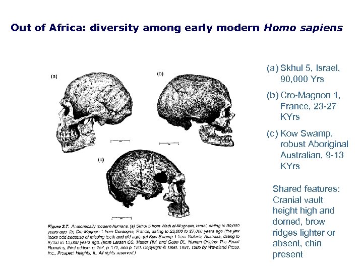 Out of Africa: diversity among early modern Homo sapiens (a) Skhul 5, Israel, 90,