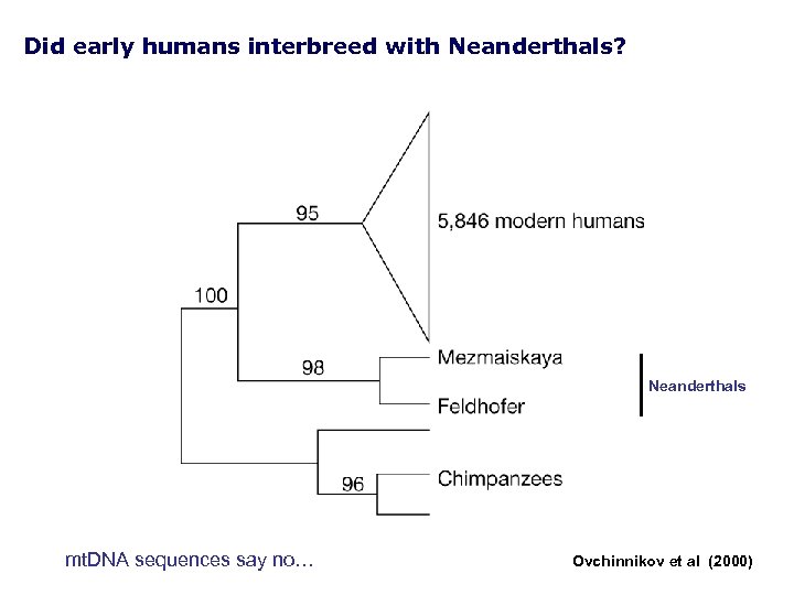 Did early humans interbreed with Neanderthals? Neanderthals mt. DNA sequences say no… Ovchinnikov et