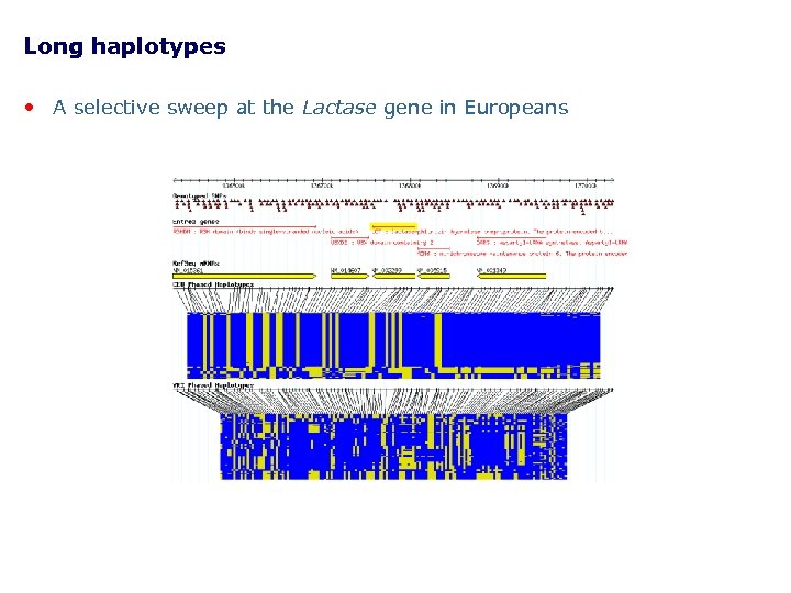 Long haplotypes • A selective sweep at the Lactase gene in Europeans 
