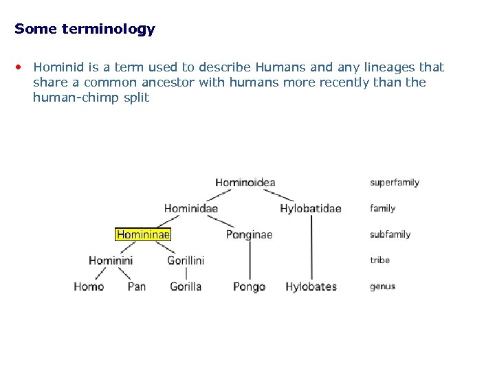 Some terminology • Hominid is a term used to describe Humans and any lineages