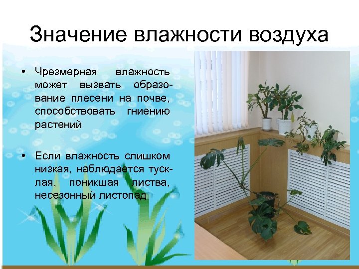 Значение влажности воздуха • Чрезмерная влажность может вызвать образование плесени на почве, способствовать гниению