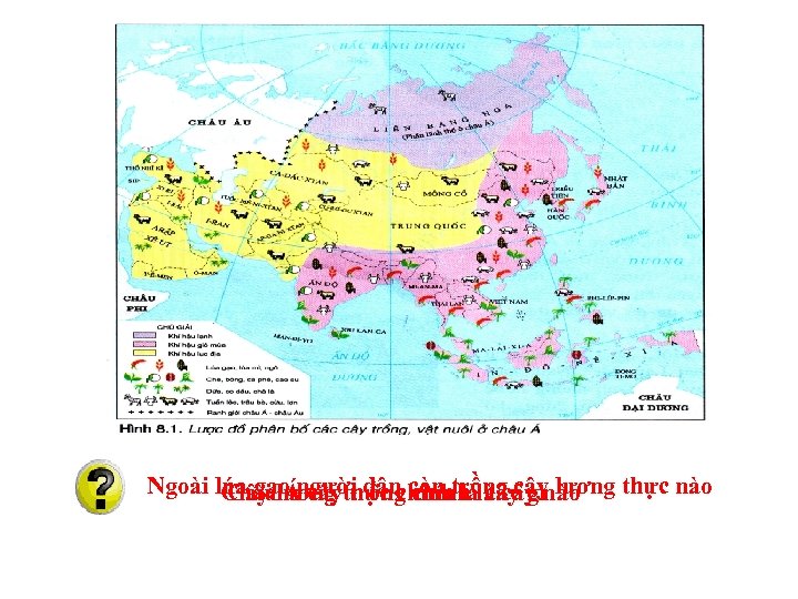 Ngoài lúa gạo người dân còn trồng cây lương thực nào Châulương thực chính