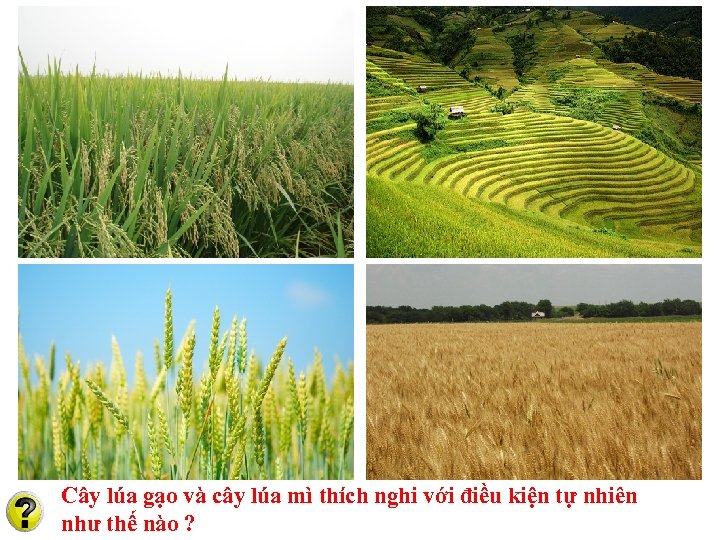 Cây lúa gạo và cây lúa mì thích nghi với điều kiện tự nhiên