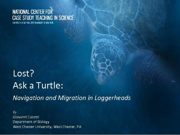 Lost? Ask a Turtle: Navigation and Migration in Loggerheads by Giovanni Casotti Department of