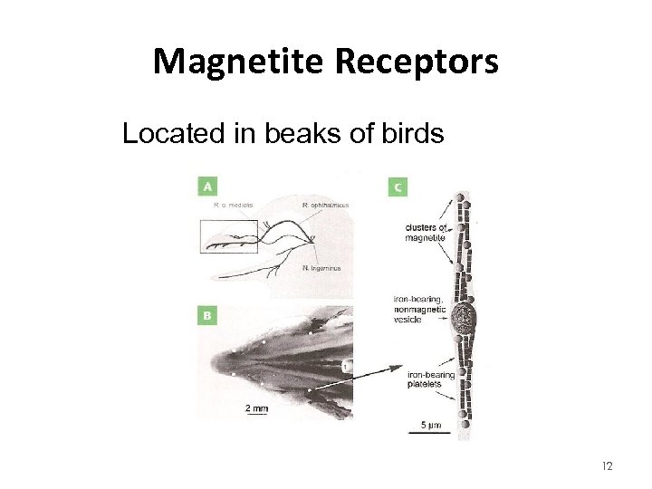 Magnetite Receptors Located in beaks of birds 12 