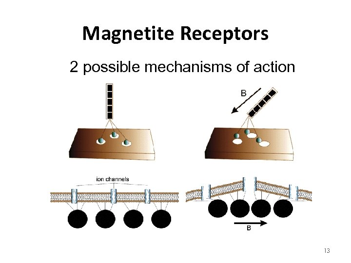 Magnetite Receptors 2 possible mechanisms of action 13 