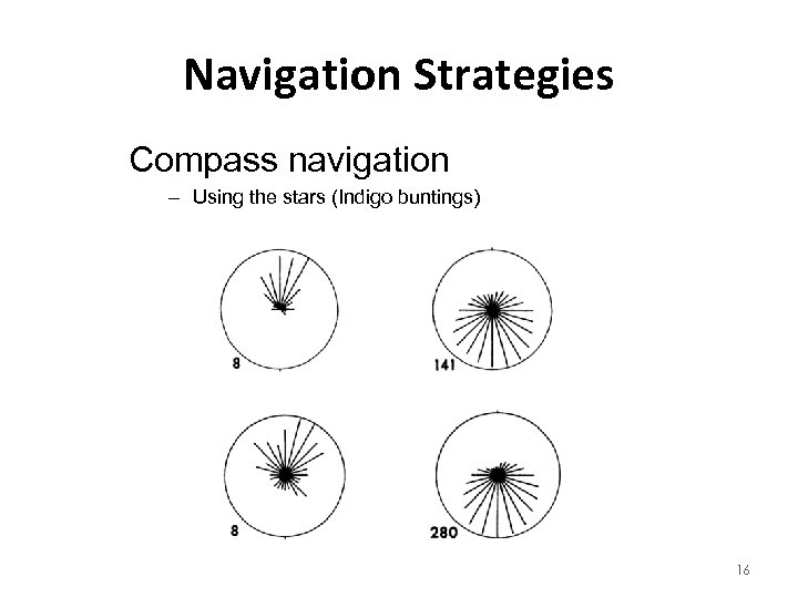 Navigation Strategies Compass navigation – Using the stars (Indigo buntings) 16 