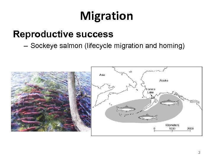 Migration Reproductive success – Sockeye salmon (lifecycle migration and homing) 3 