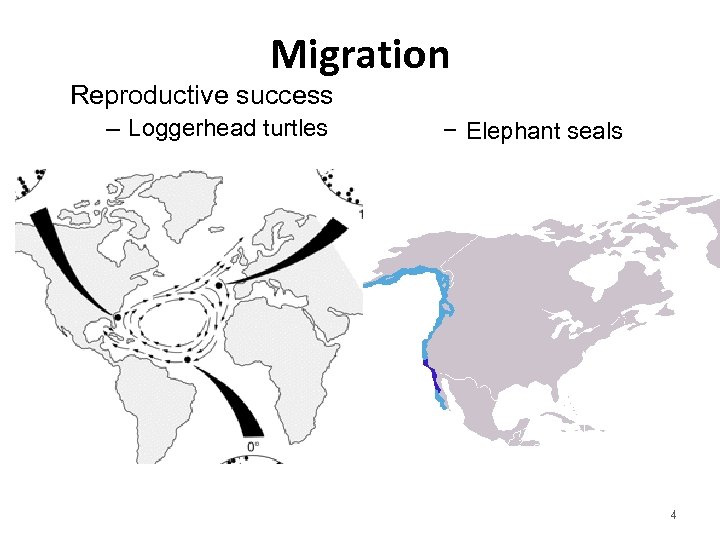 Migration Reproductive success – Loggerhead turtles − Elephant seals 4 