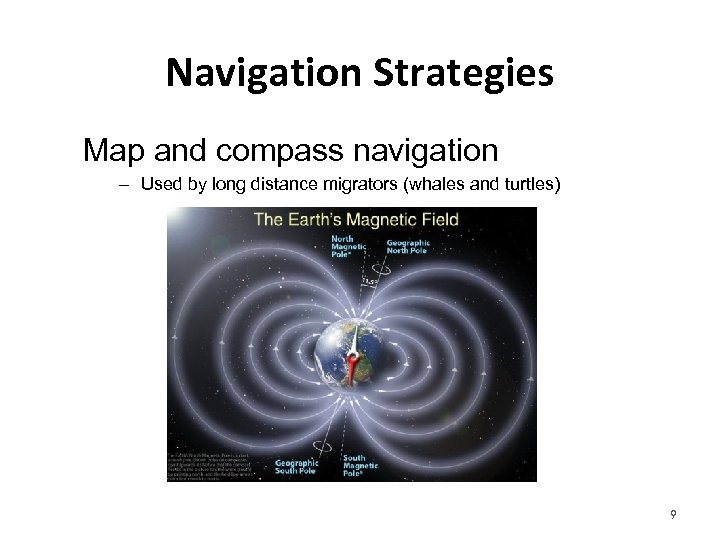 Navigation Strategies Map and compass navigation – Used by long distance migrators (whales and