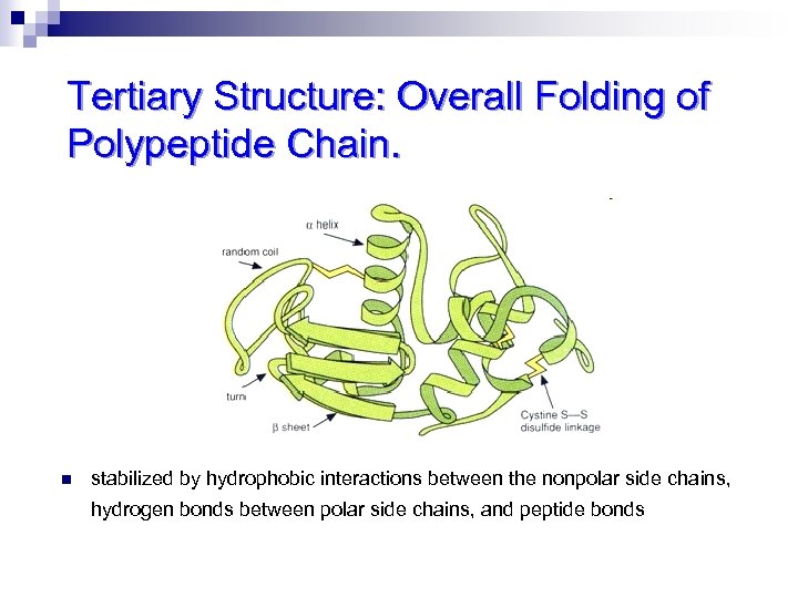 Tertiary Structure: Overall Folding of Polypeptide Chain. n stabilized by hydrophobic interactions between the