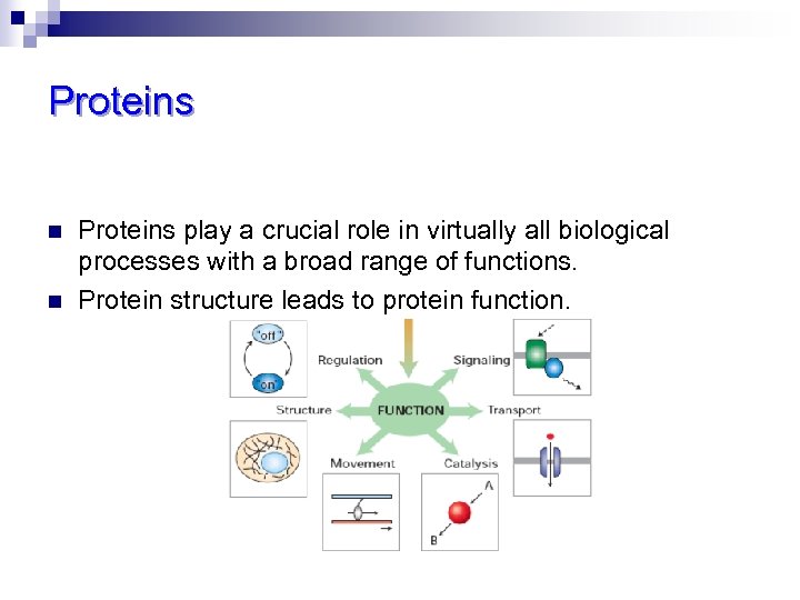 Proteins n n Proteins play a crucial role in virtually all biological processes with