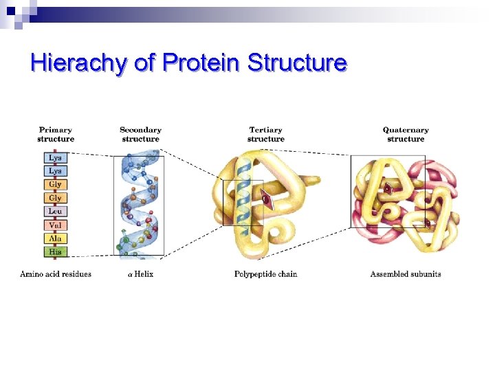 Hierachy of Protein Structure 