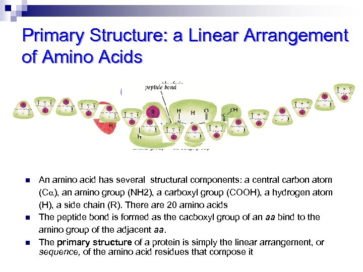 Primary Structure: a Linear Arrangement of Amino Acids n n n An amino acid