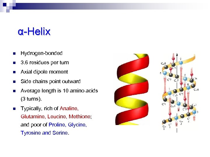 α-Helix n Hydrogen-bonded n 3. 6 residues per turn n Axial dipole moment n
