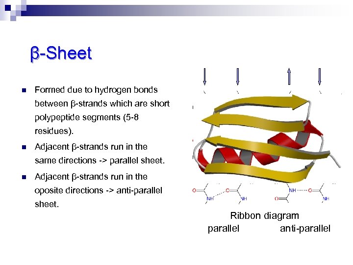 β-Sheet n Formed due to hydrogen bonds between β-strands which are short polypeptide segments