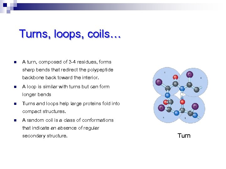 Turns, loops, coils… n A turn, composed of 3 -4 residues, forms sharp bends