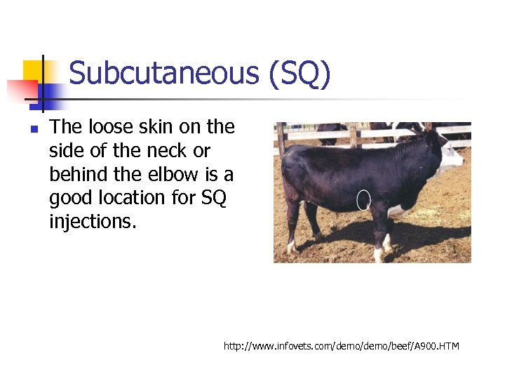 Subcutaneous (SQ) n The loose skin on the side of the neck or behind