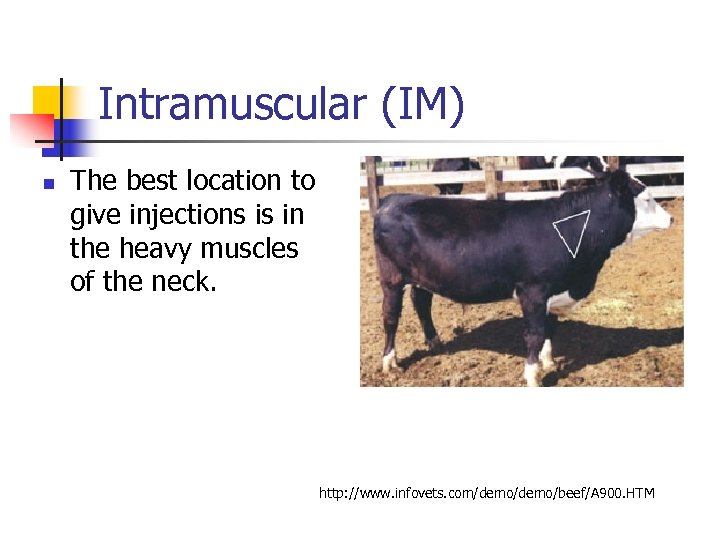 Intramuscular (IM) n The best location to give injections is in the heavy muscles